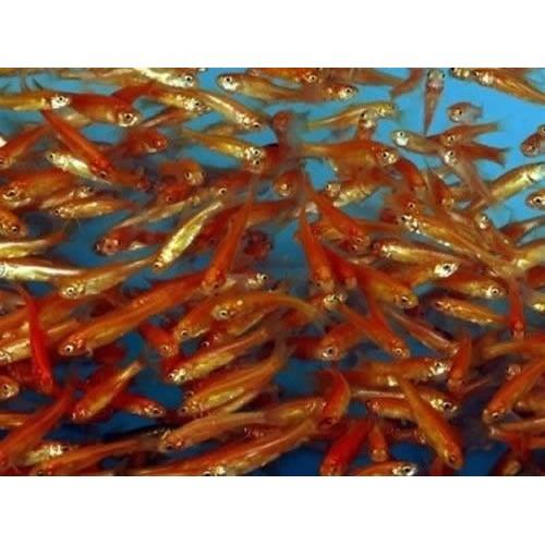 Live 1-2 inch Rosy Red Minnows (1000 pack) – Free Shipping Koi